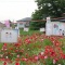 帰りは花見 お土産もあり