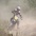 LOVE��MOTARD