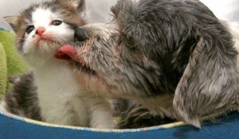傷ついた捨て犬を保護したら…なんと子猫を守っていた!