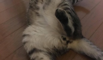 ワイの猫、寝相が変