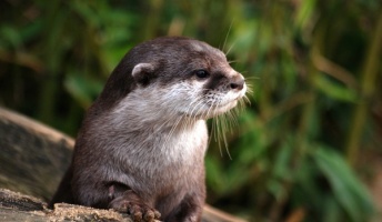 【動画】お前らカワウソが石ジャグリングの天才だって知ってた?