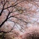 【画像有】桜はなぜ1週間しか仕事をしないのか…福岡で開花