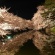 【画像有】桜はなぜ1週間しか仕事をしないのか…福岡で開花