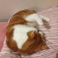 ネコがだらしない(´・ω・`)