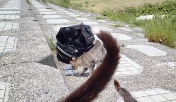 猫と魚と戯れてきた『猫画像とダイビング海水魚画像』