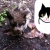 猫を保護してどうするか