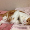 ネコがだらしない(´・ω・`)