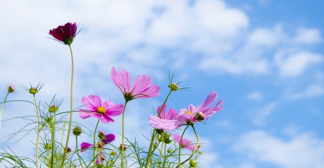 Mrs.Rabbit�Υ��ļ�Life ���᡼������