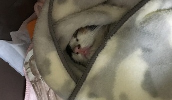子猫を拾ってから1ヶ月経った!めちゃツンデレで可愛い(画像あり)