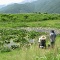 【八ヶ岳観光動画】井戸尻史跡公園の睡蓮（富士見町）