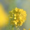 菜の花