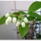 咲きました、ブルーベリーの花