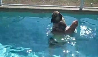 【動画】プールが怖くて飼い主にしがみつくイヌが話題に