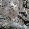 桜並木