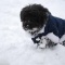 ドックラン新雪だぁ~♪