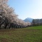 【八ヶ岳観光動画】蕪の桜並木（北杜市長坂町）