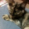 猫がしゃべる理由