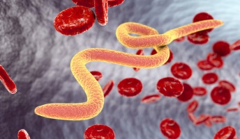 【閲覧注意】目の中で動く寄生虫、牛から人へ初の感染確認