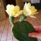 サボテンの花がさいたよ〜。