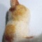 はっとりみどり先生の「羊毛フェルトのふわふわ子猫」キット体験記パート2