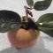 �����줤�ˤϡ�A persimmon??