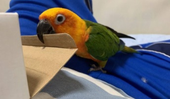 【画像】俺の飼ってる鳥さん自慢していい?