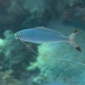 刺さる！