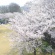 ２０１８桜・さくら　春満開