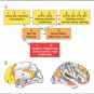 アルコール依存者のデフォルト・モード・ネットワーク～JAMA Psychiatry Published online May 1, 2013