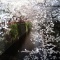 桜、桜