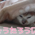 ��ǯ�Τ��������ޤ��Ǥ���^^;