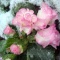 雪の朝の得した気分