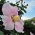 秋を彩るサキシマフヨウの花