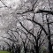 今年も無事に桜
