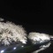 野川の夜桜ライトアップを見てきたよ