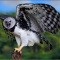 鳥　　類　　最　　強　　は　　ど　　の　　鳥　　か　　!?