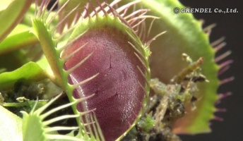 おもしろ植物の画像を貼っていく