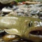 10シーズン渓魚。