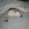 一 番 か わ い い 犬 は 柴 犬