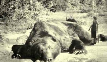 グリズリーとかいう地球最強生物