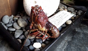 伊勢エビが玄関先で「陸上脱皮」-鳥羽の旅館の若女将が瞬間映像を撮影