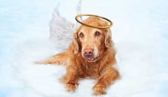 ワイ「犬お前病気なんか?」犬「せやでもう死ぬんやで」