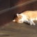 鎌倉の浄妙寺で甘~いケーキとかわいい猫