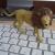 animal