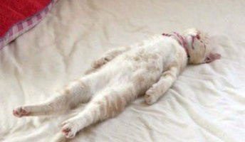 どうやら僕は過眠症というものらしいんだが