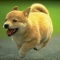 一 番 か わ い い 犬 は 柴 犬