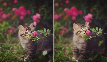 動物達が花の香りを楽しむ瞬間にほっこり!忙しい日々をふと忘れて癒される動物画像25枚