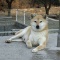 一 番 か わ い い 犬 は 柴 犬