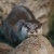 東山動植物園 コテツの思いやり