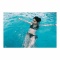田野優花のプールでの水着姿が思いの外エロい件w w w w w w w